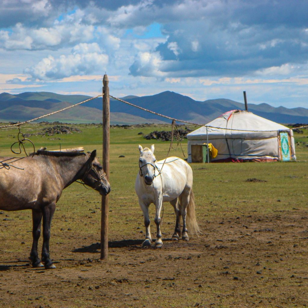 white horse on brown field under blue sky during daytime