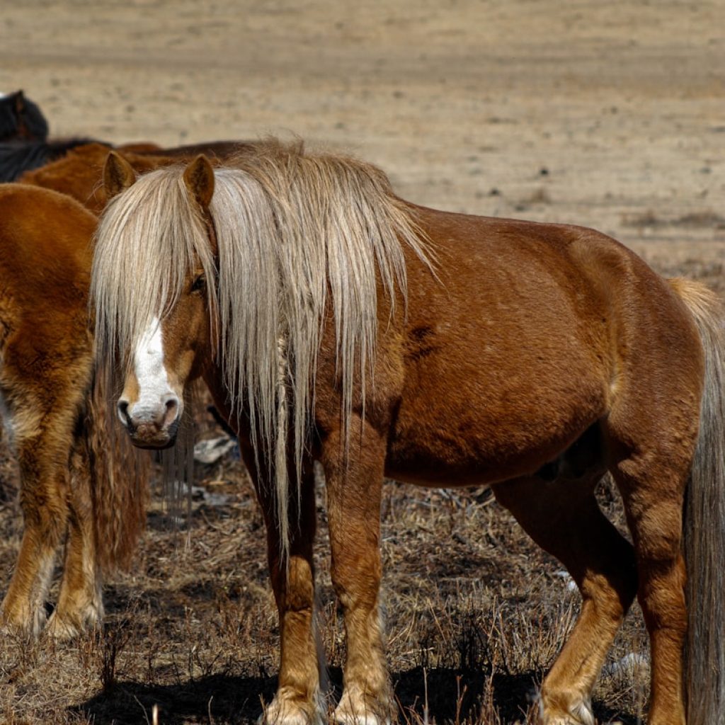 a couple of horses standing on top of a dry grass field