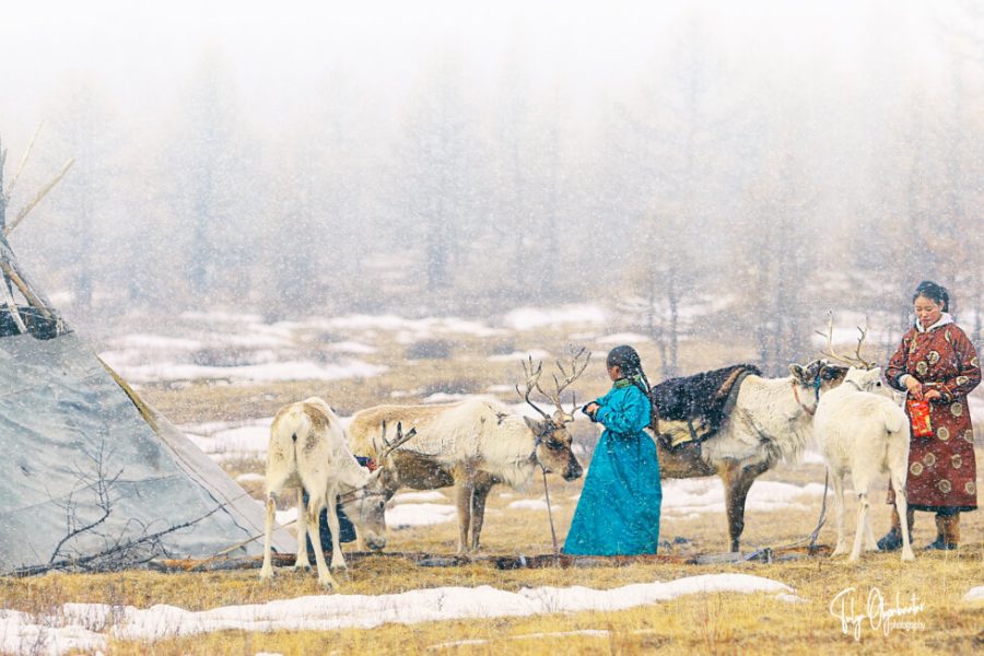 Reindeer Festival in Mongolia