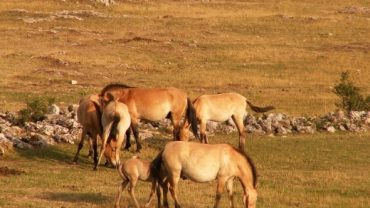 Hustai National Park