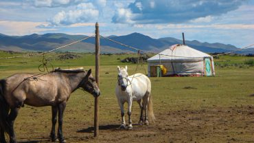 white horse on brown field under blue sky during daytime