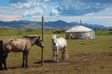 white horse on brown field under blue sky during daytime